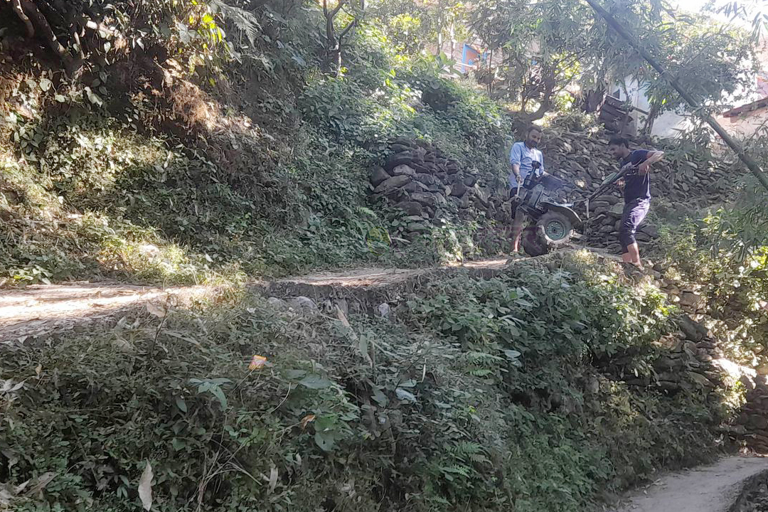 किसानले पाल्न छाडे हल गोरु, आधुनिक कृषि औजारको प्रयोग बढ्दै 